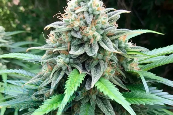 Growing Northstar Plants