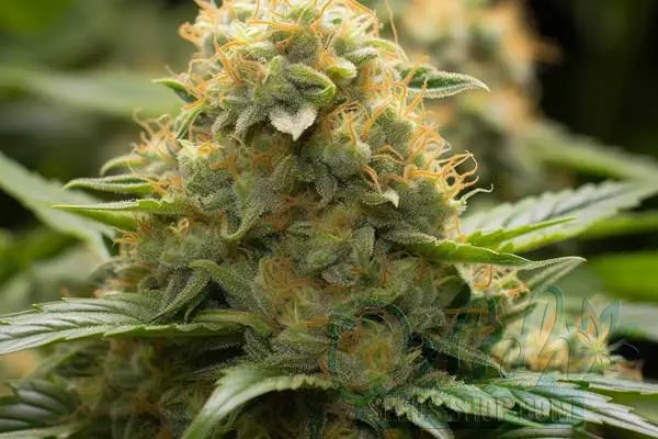Growing Orange Kush Plants