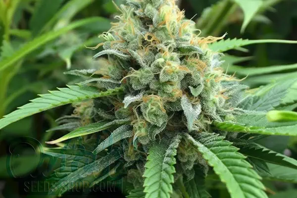 Growing Quantum Kush Plants