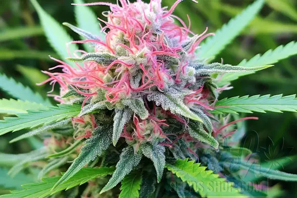 Growing Skunk Red Hair Plants