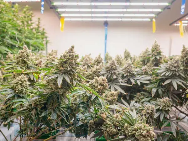 Growing Techniques and Management