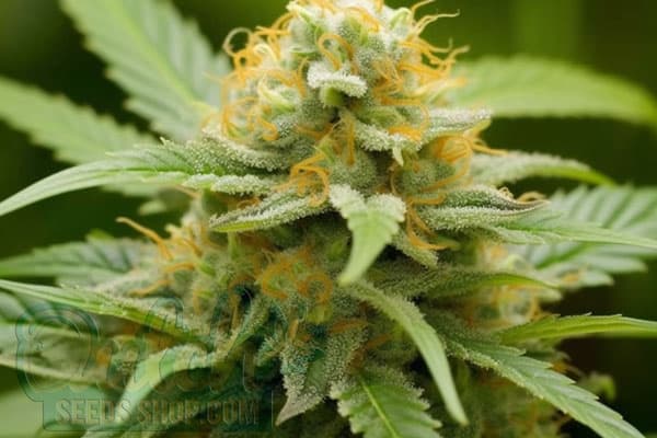 Growing Waikiki Queen Plants