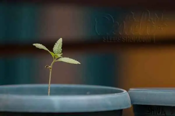 Growth And Development Of Cannabis Plants