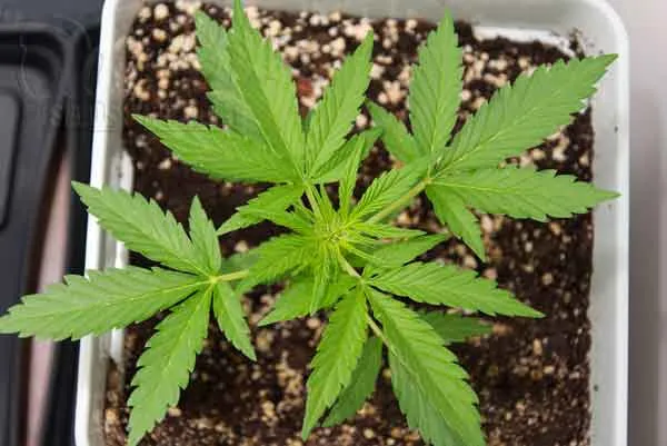 Growth Stage at 4 Weeks