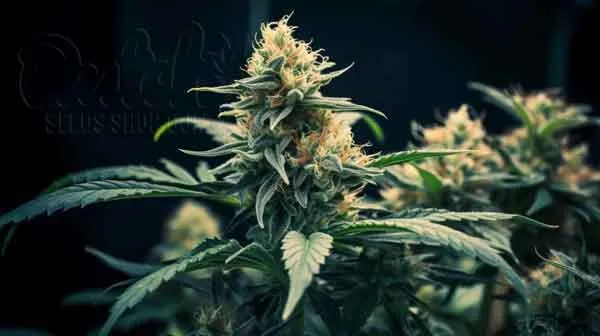 Guide On How Colloidal Silver Cannabis Mist Works