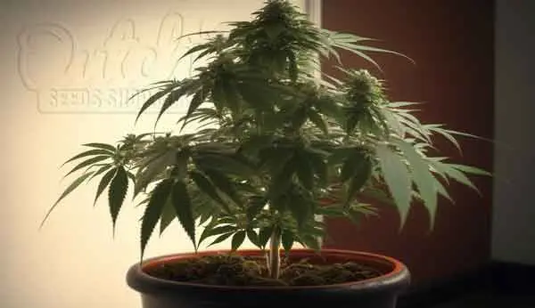 Guide To Germinating From Seeds And Planting in Soils