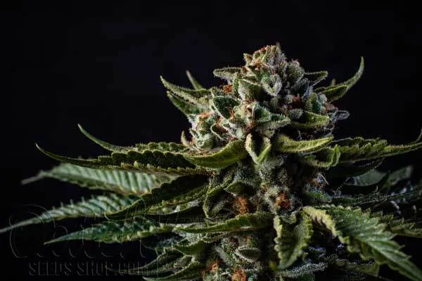 Harvest Timing and Considerations