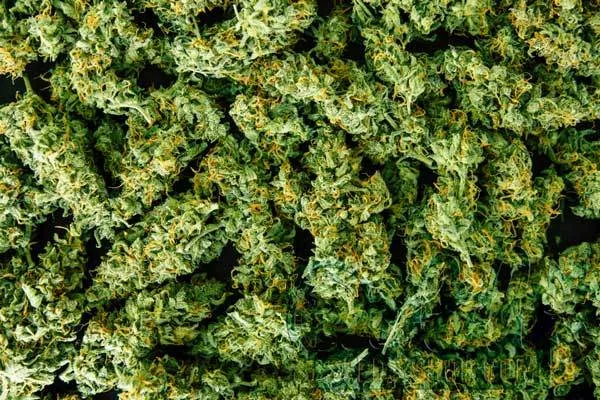 Harvesting at the Right Time