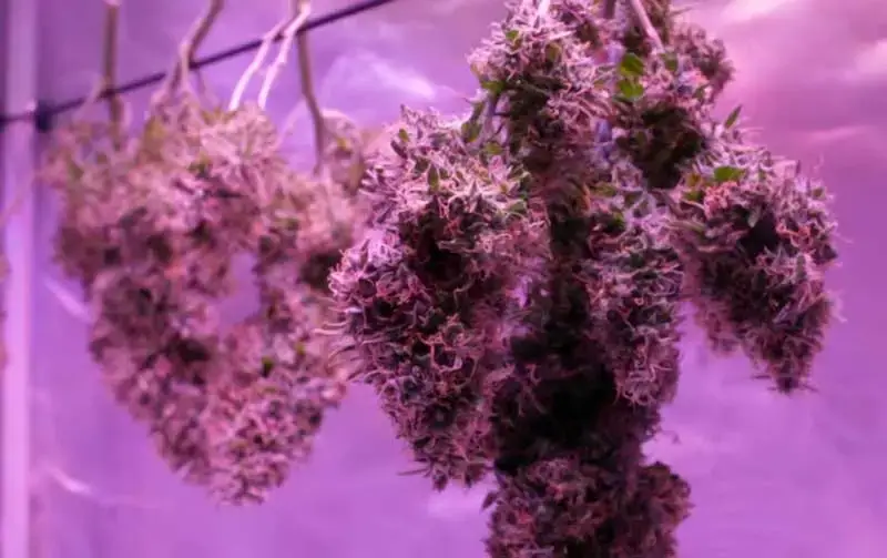 Harvesting