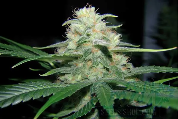 Hawaiian Snow Strain Origin