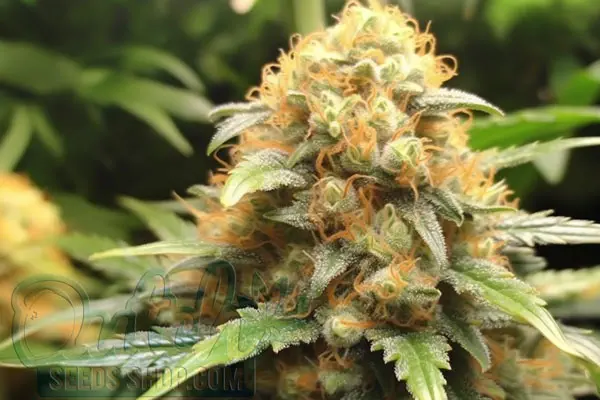 Haze 19 x Skunk Strain Origin