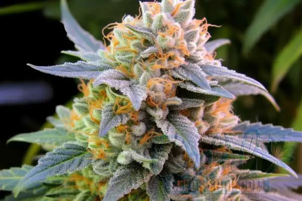 Haze Strain Origin