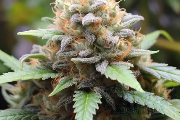 Hellfire OG Strain Origin