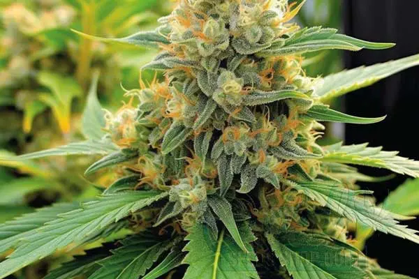 Hindu Kush Strain Origin