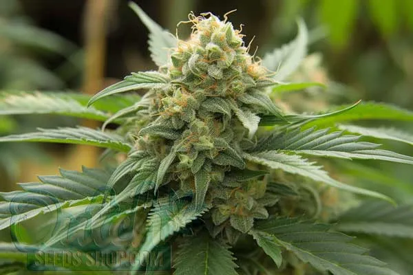 Holy Grail Kush Autoflower Strain Origin