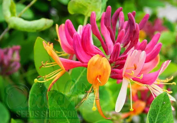 Honeysuckle Another Feline Favorite