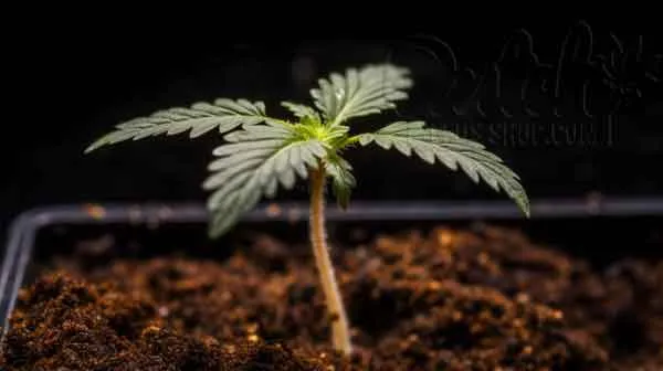 How Does Healthy 2 Week Old Seedling Look Like