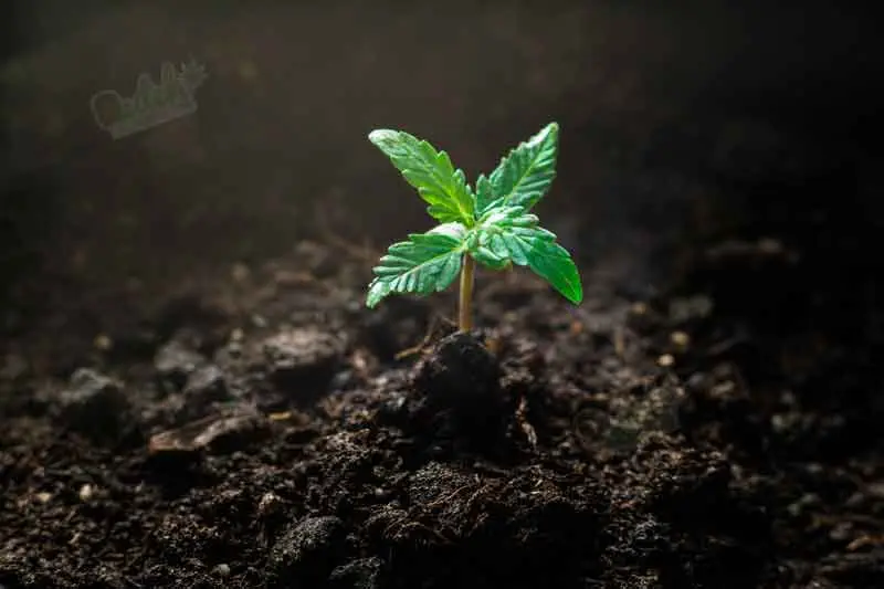 How Many Leaves Should Healthy Seedlings Plant Have?