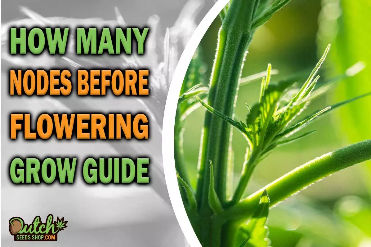 How Many Nodes Before Flowering: A Comprehensive Guide