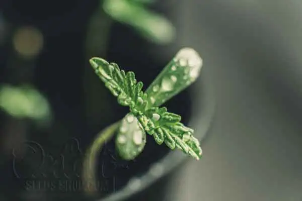 How Often To Water Marijuana Seedling
