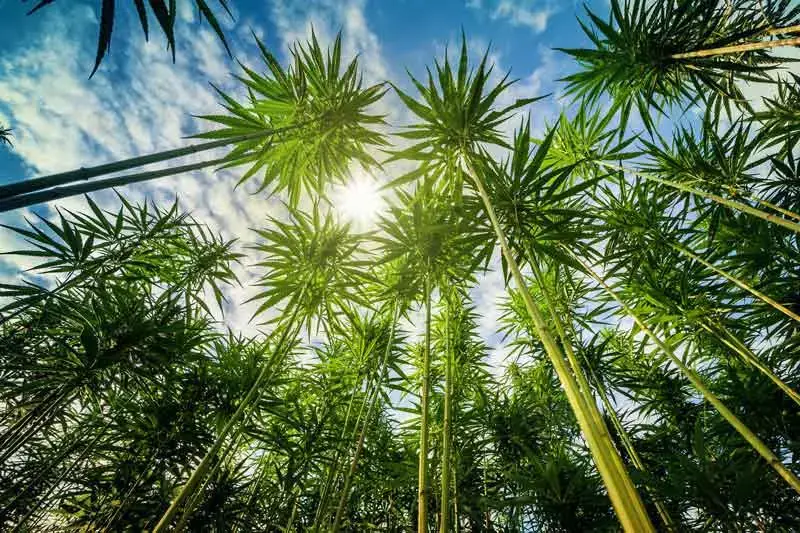 How Tall Can Be Full Grown Weed