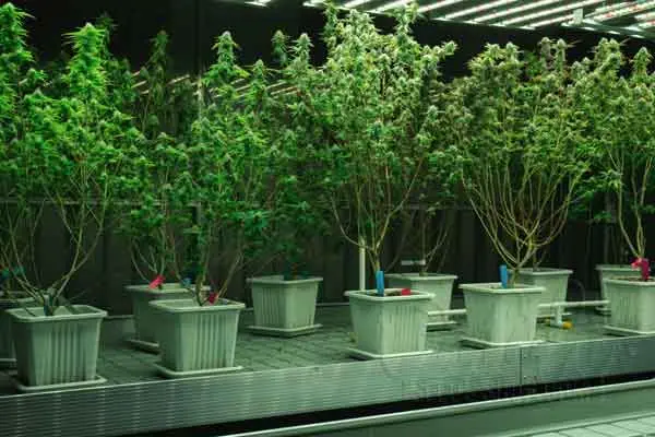 How Tall Should Autos Grow