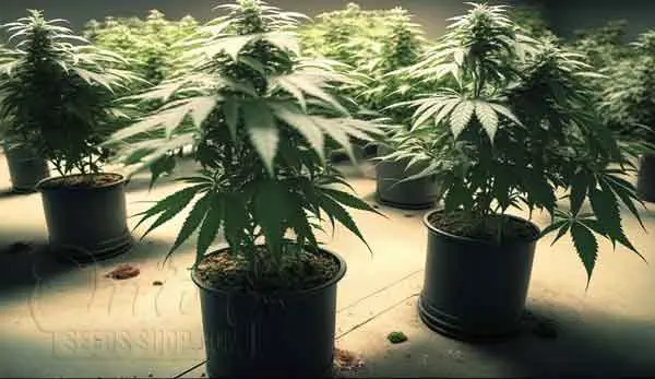 How To Clone Leafly Cannabis