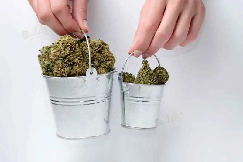 How To Get Bigger Buds From Autoflower Plants