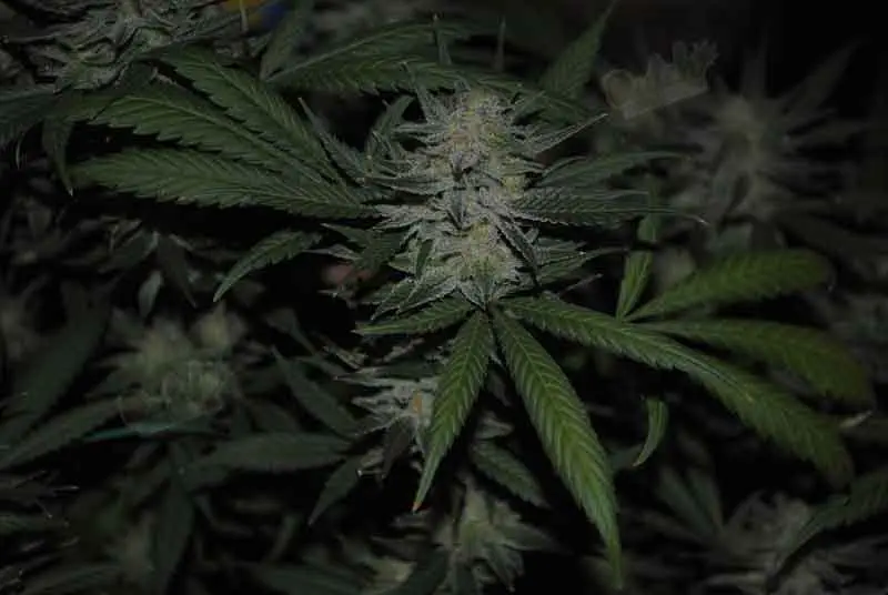 How To Start Growing Marijuana For First Time