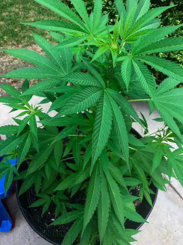How To Tell If Your Cannabis Is Ready For The Flowering Stage