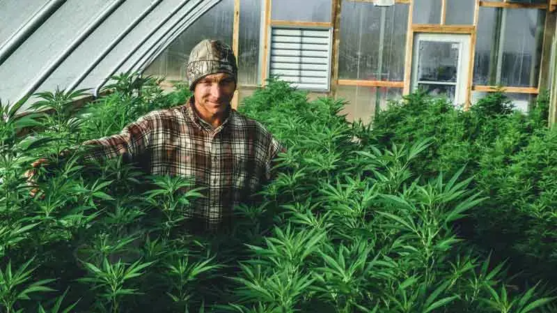 How to Cultivate CBD Hemp in Greenhouse