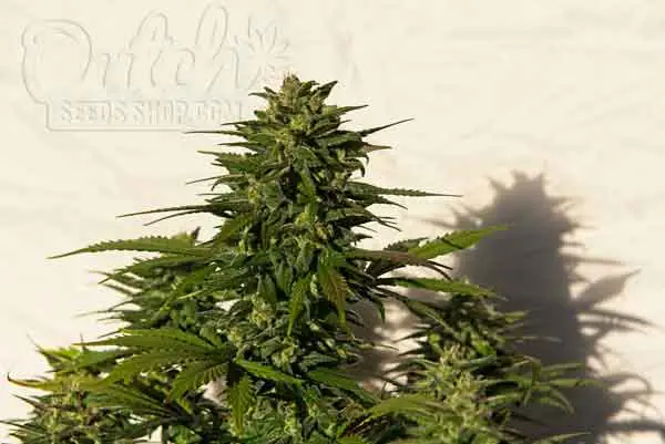 How to Fix Stunted Growth in Autoflowers