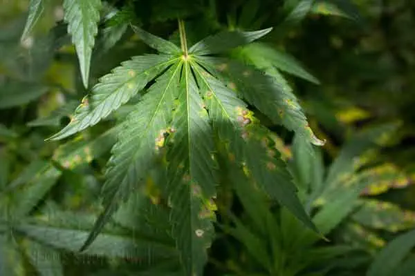 How to Identify and Treat Deformed Leaves