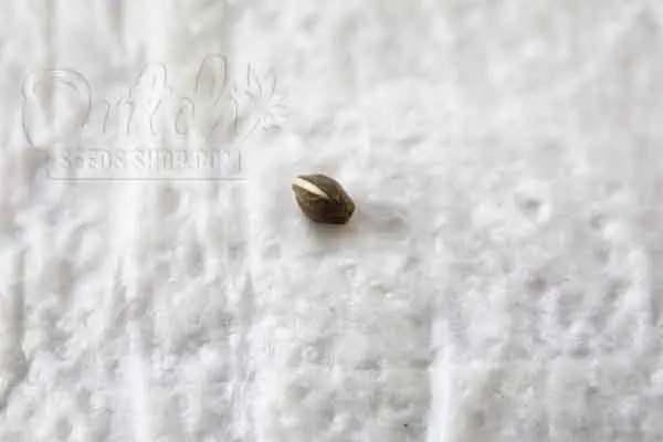 How to test the viability
