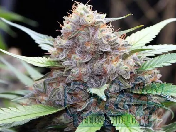 Ice Cream Cake Strain Origin