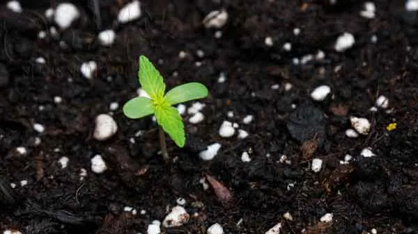 Ideal Temperature And Humidity For Development