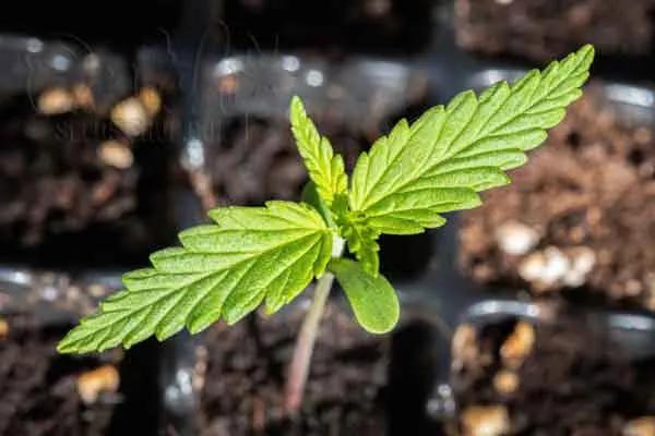 Importance Of Adjusting Care Based On Marijuana's Development Needs