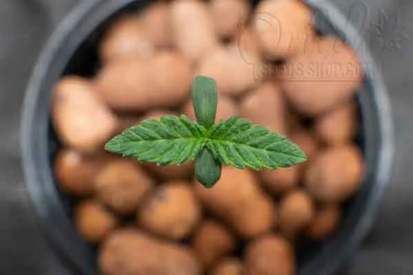 Importance Of Proper Air Circulation