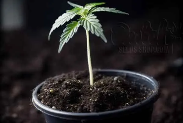 Importance Of Regular Monitoring