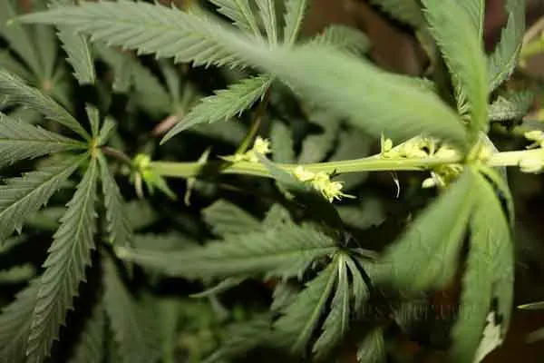 Importance Of Sexing The Plant Male