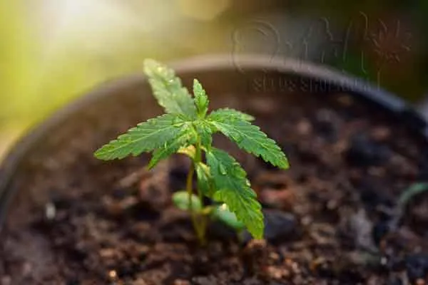 Important Factors To Consider When Cultivating Baby Marijuana Outdoor