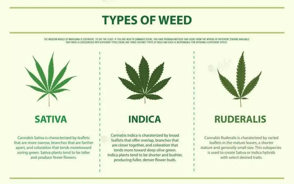 Indica Vs Sativa Vs Ruderalis