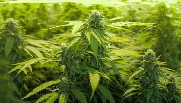 Indica vs Sativa Cannabis Sativa
