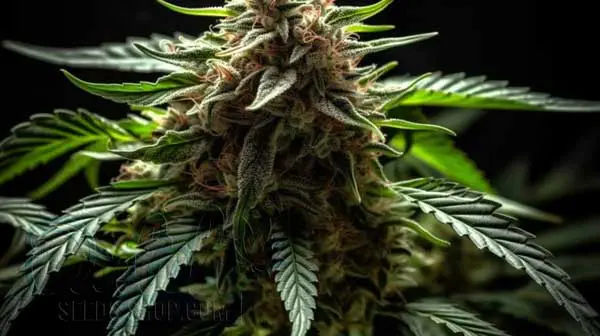 Indoor and Outdoor Growing Info