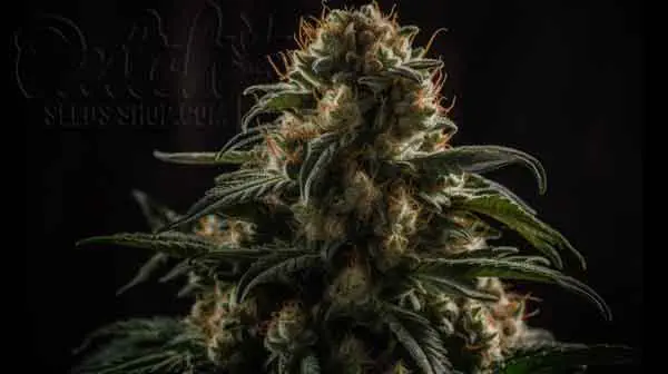 Indoor and Outdoor Growing Info