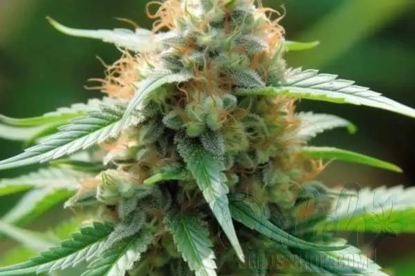 Indoor and Outdoor Yield