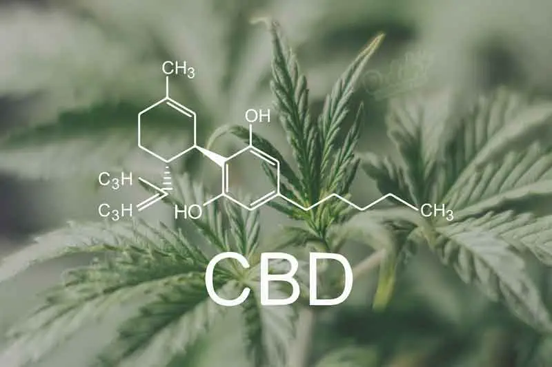Indoor vs. Outdoor Cultivation of CBD Flowers