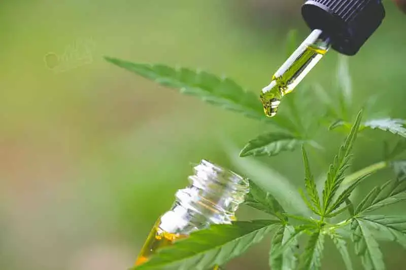 Indoors Growing Time for CBD Plants