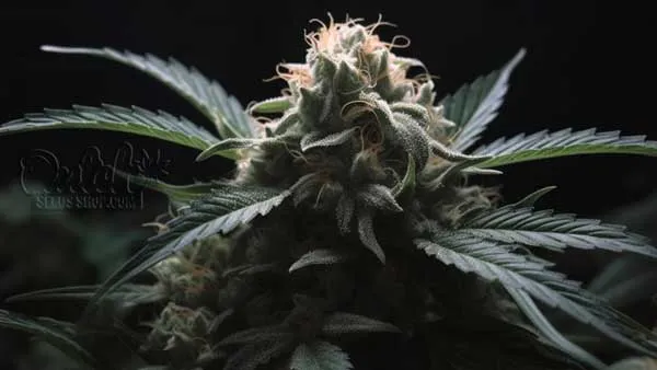 Is 60 Day Wonder Indica or Sativa