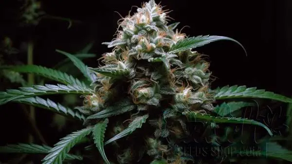 Is Alien Technology Indica or Sativa?